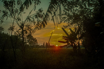 Trees growing on field against sky during sunset