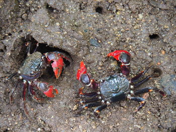 Close-up of crab on sea shore