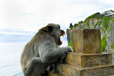 Monkey sitting on rock against the sky