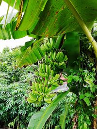 Close-up of banana tree