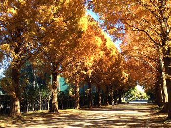 Narrow pathway along trees