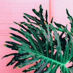 Close-up of potted plant against wall