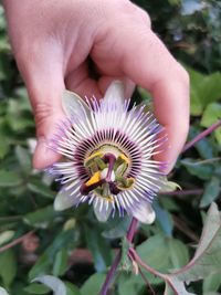 Close-up of hand holding purple flower