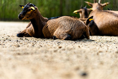 Little goat resting in the sun