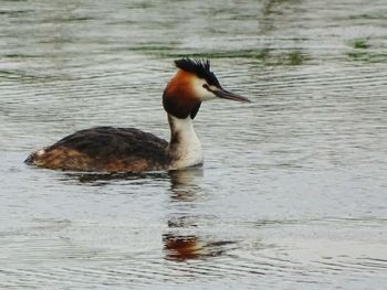 Bird in water