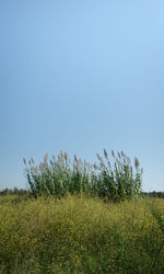 Plants growing on field against clear sky