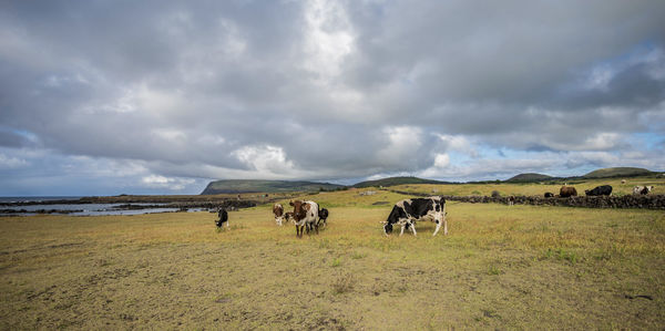 Horses in a field