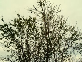 Low angle view of bare tree against sky