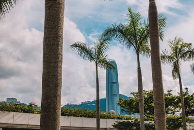 Low angle view of palm trees against sky