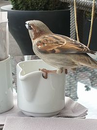 Close-up of bird perching on a seat