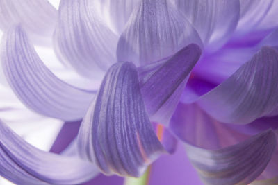 Close-up of purple flower