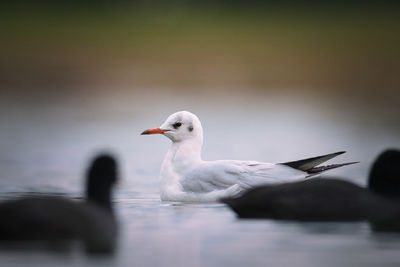 Birds swimming in lake