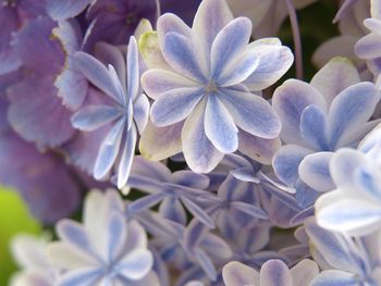 Close-up of white hydrangea flowers