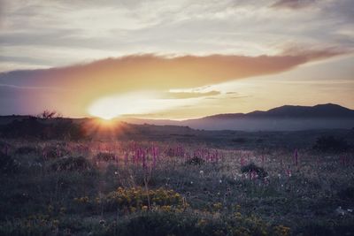 Scenic view of grassy field against sky during sunset