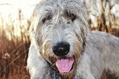 Close-up portrait of dog