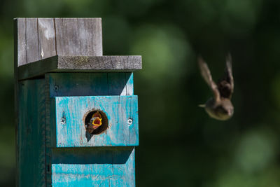 Close-up of young bird in wooden hole