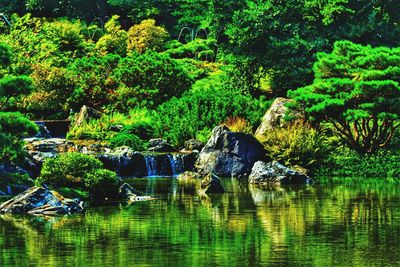 Scenic view of lake in forest