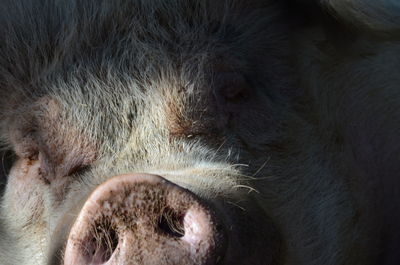 Close-up of pig sleeping