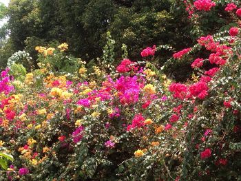 Pink flowering plants in garden