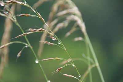 Close-up of fresh green plant