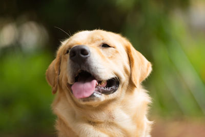 Close-up of a dog