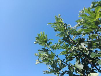 Low angle view of tree against clear blue sky