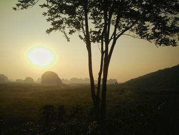 Trees on field against sky at sunset