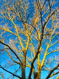 Low angle view of tree against blue sky