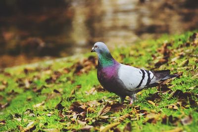 Close-up of bird perching on grass