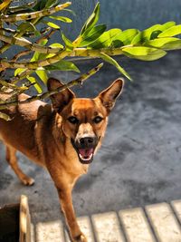 Portrait of dog standing outdoors