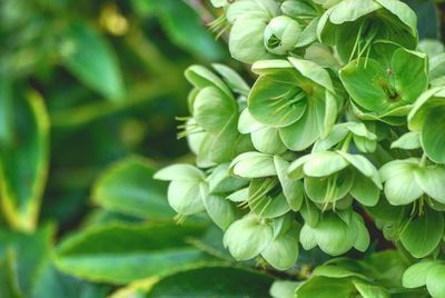 Close-up of green flowers