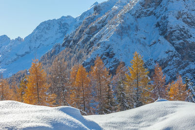 Autumn colored larch trees and in the background snow-capped dolomite mountain