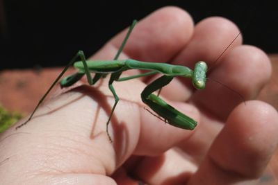 Close-up of insect on hand