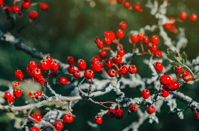 Red ripe berries of hawthorn branches with dark green leaves. autumn harvest of medicinal plants.