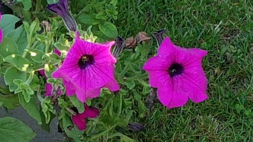 High angle view of pink flowering plants