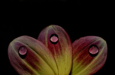 Close-up of flowers against black background