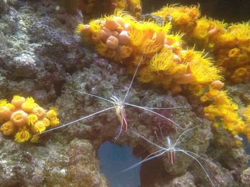 Close-up of yellow flowers in water