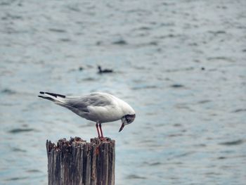 Seagull perching on wooden post