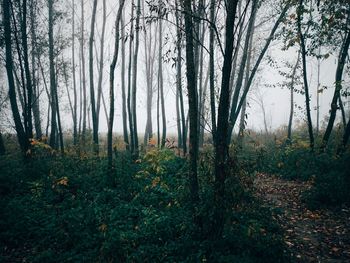 Trees in forest