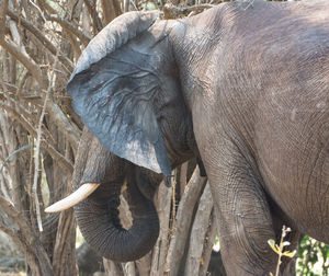 Close-up of elephant