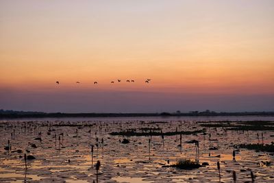 Birds flying over sea against sky during sunset