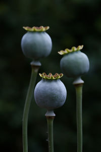 Close-up of buds growing on plant