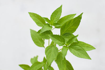 Close-up of leaves against sky