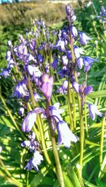 Close-up of purple flowers