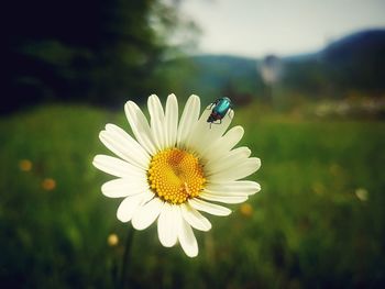 Close-up of bee on flower