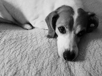 Close-up portrait of dog relaxing on bed at home