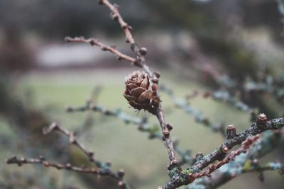 Close-up of berries growing on tree