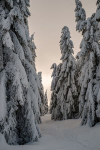 Snow covered forest against sky