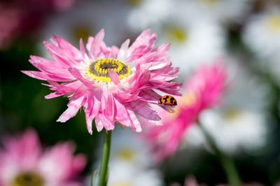 Close-up of bee pollinating flower