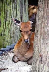 Nara deer resting near a temple